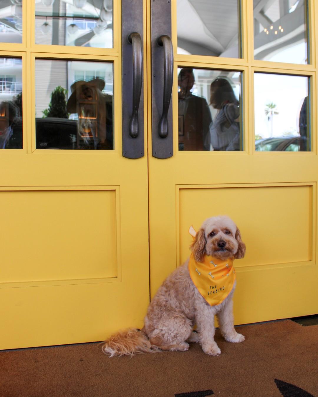 Dog at The Seabird