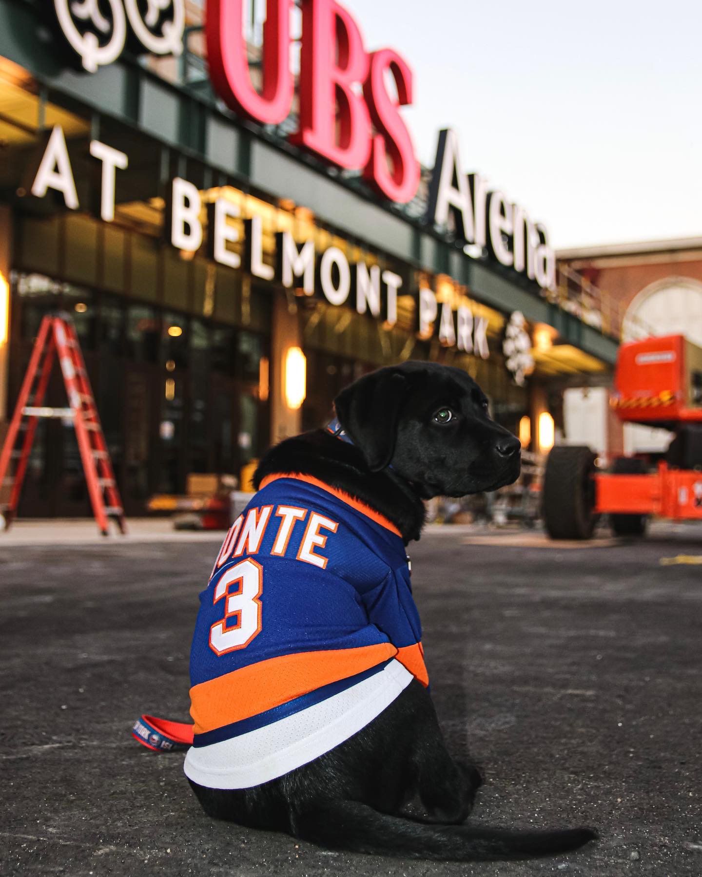 New York Islanders puppy wearing a custom team jersey outside UBS Arena at Belmont Park, home of the Islanders. Love & War helped shape the UBS Arena brand and fan experience across hospitality, retail, merchandise and branded environments, creating a more distinctive and culturally relevant expression of the New York Islanders throughout the venue.