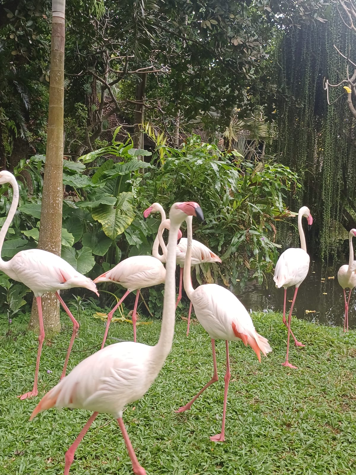 Rafting, Zoo & Bird Park photo 5