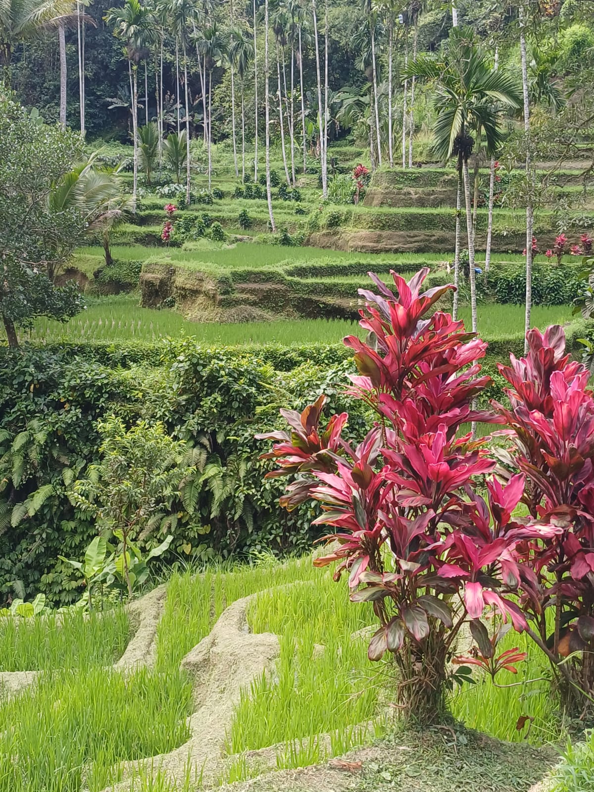 Ubud Culture & Rice Terrace photo 6