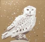Snowy Owl