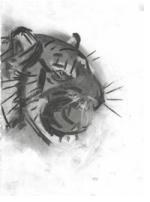 In The Forests of the Night