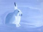 Arctic Hare