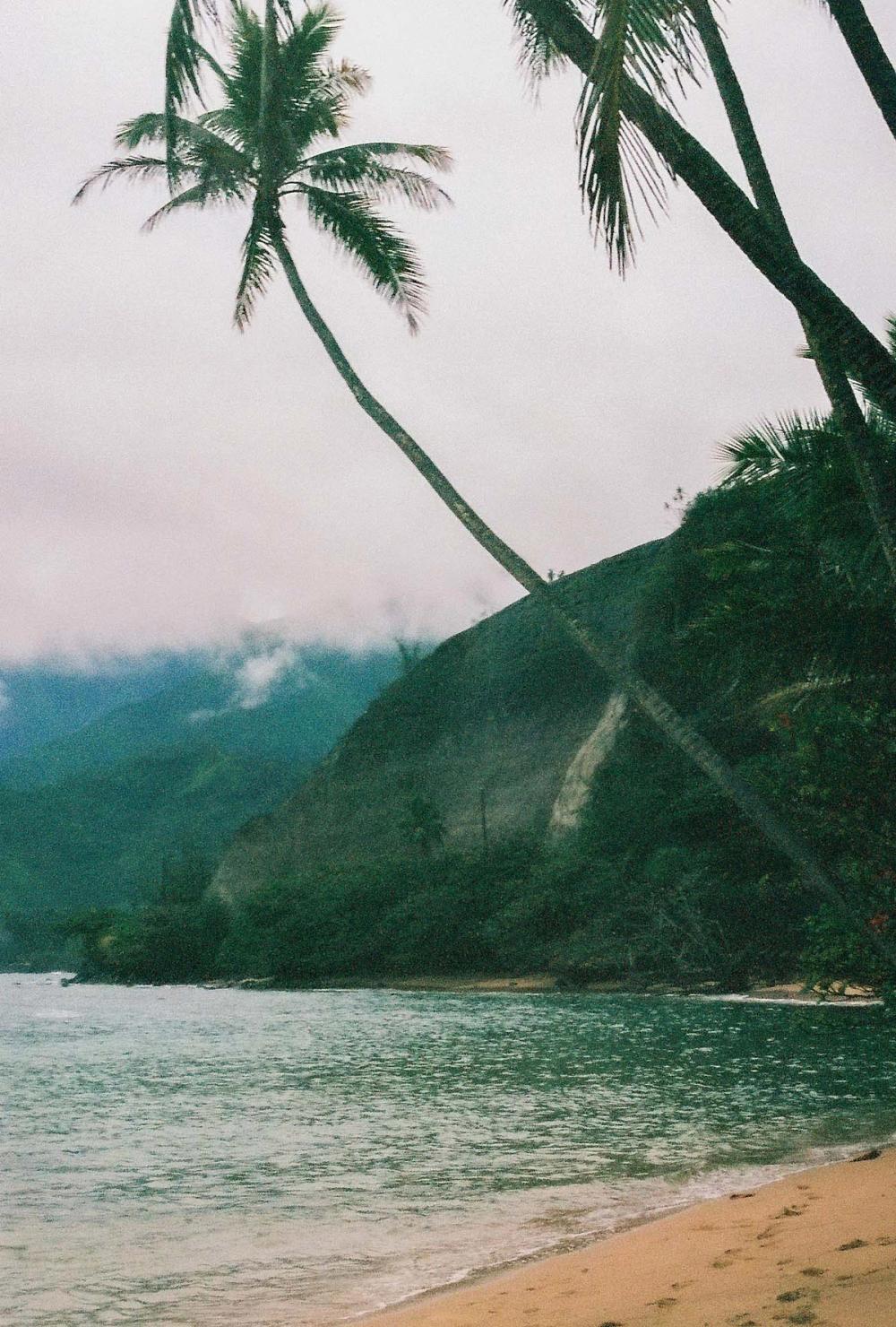 Palm Tree on Sandy Beach