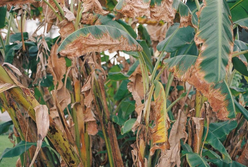 Close up Photo of Banana Tree Leaves