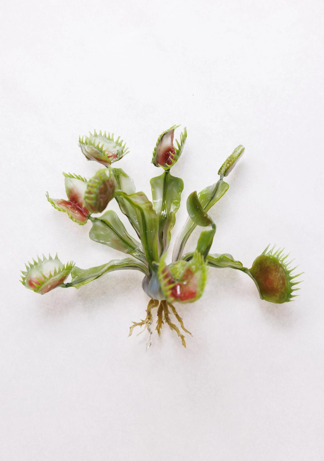 捕蝇草 8