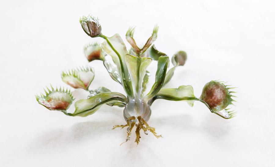 捕蝇草