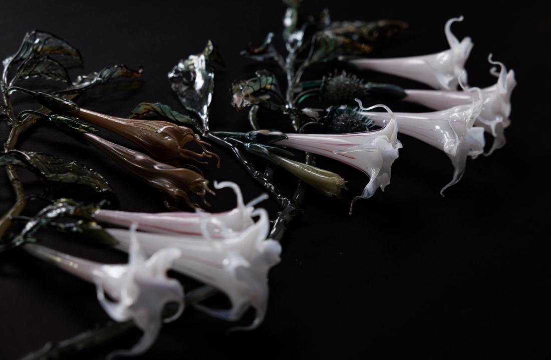 大花木曼陀罗 2