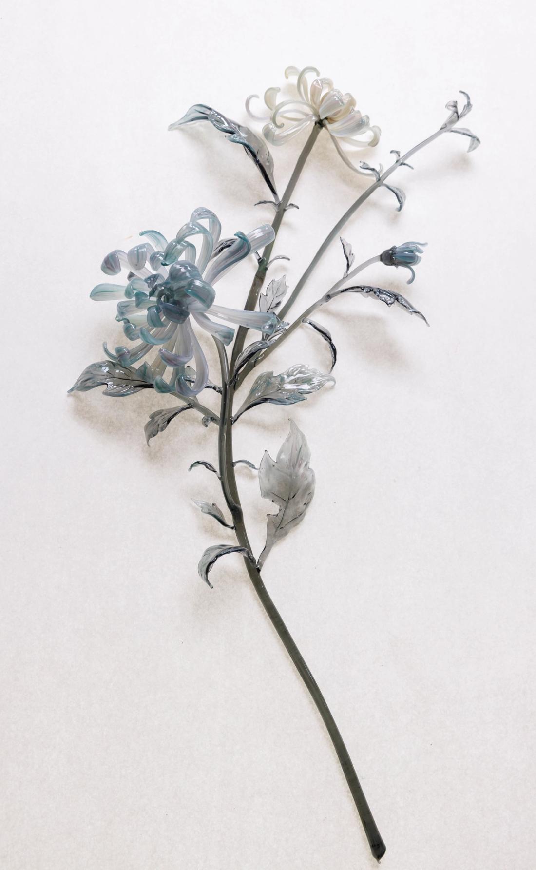 菊花 22