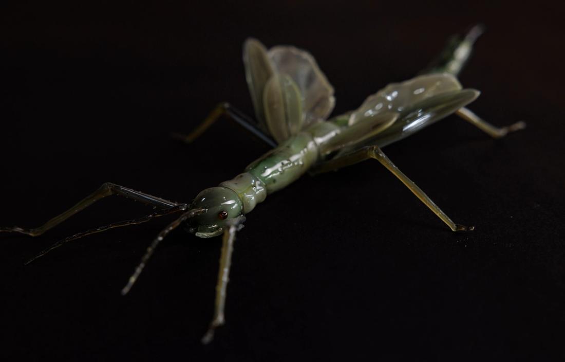 绿巨竹节虫 4