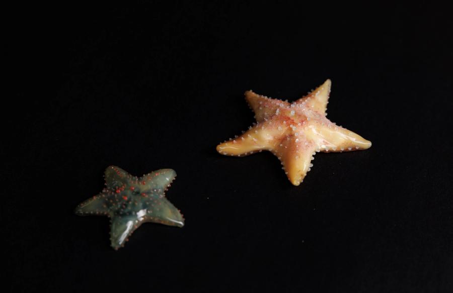网瘤海星