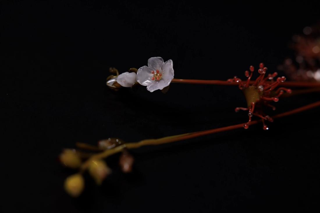 蝎子茅膏菜 2