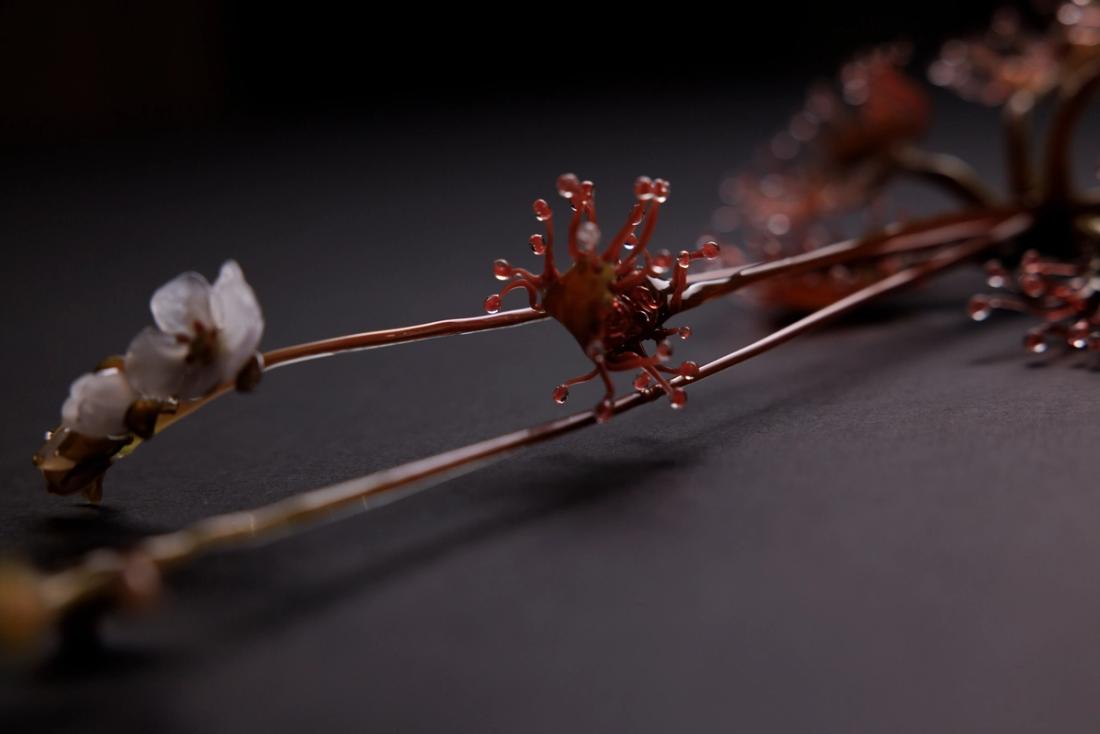 蝎子茅膏菜 8