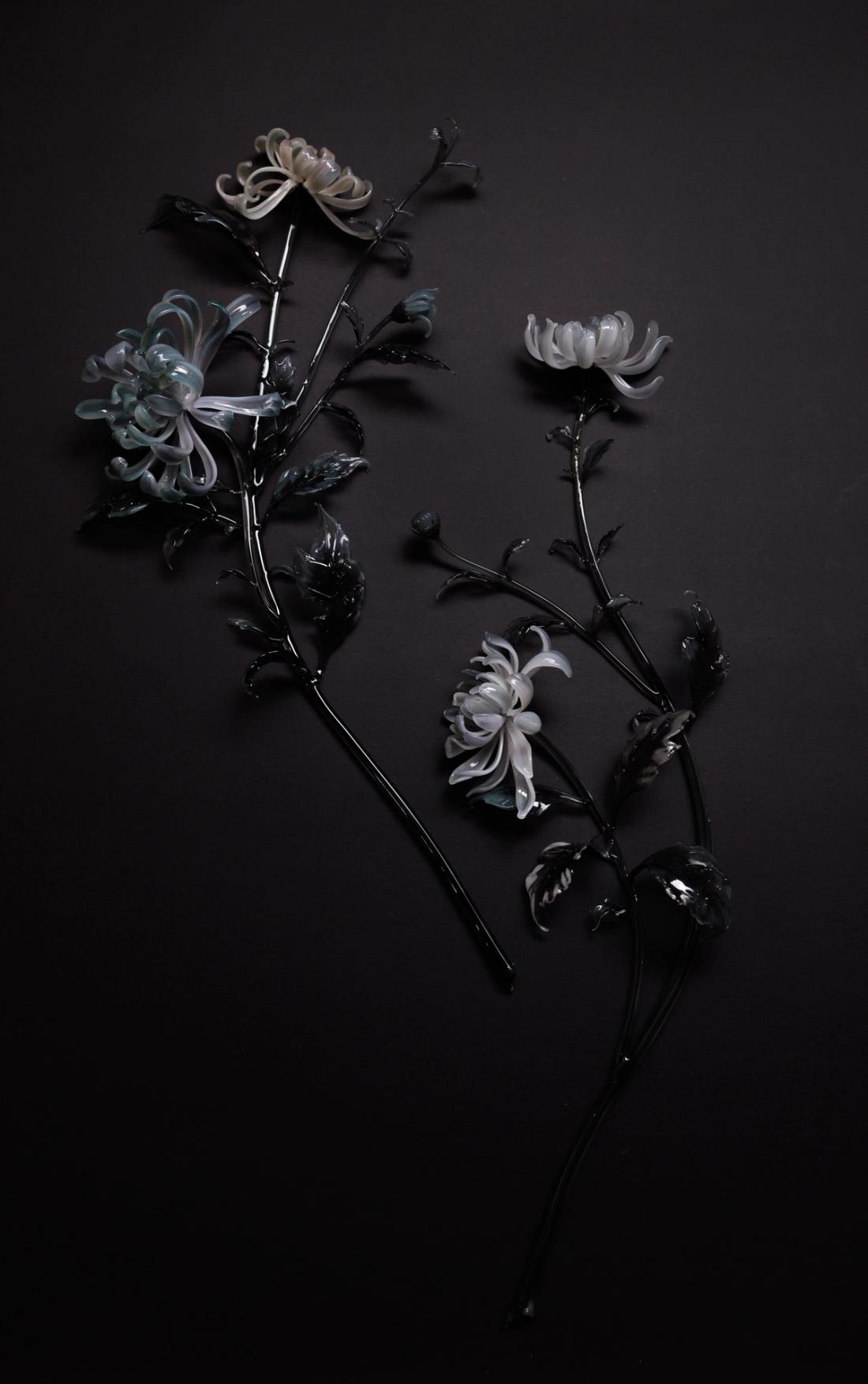 菊花 15