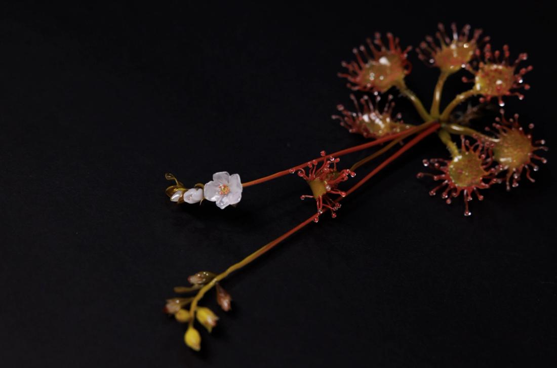 蝎子茅膏菜 4