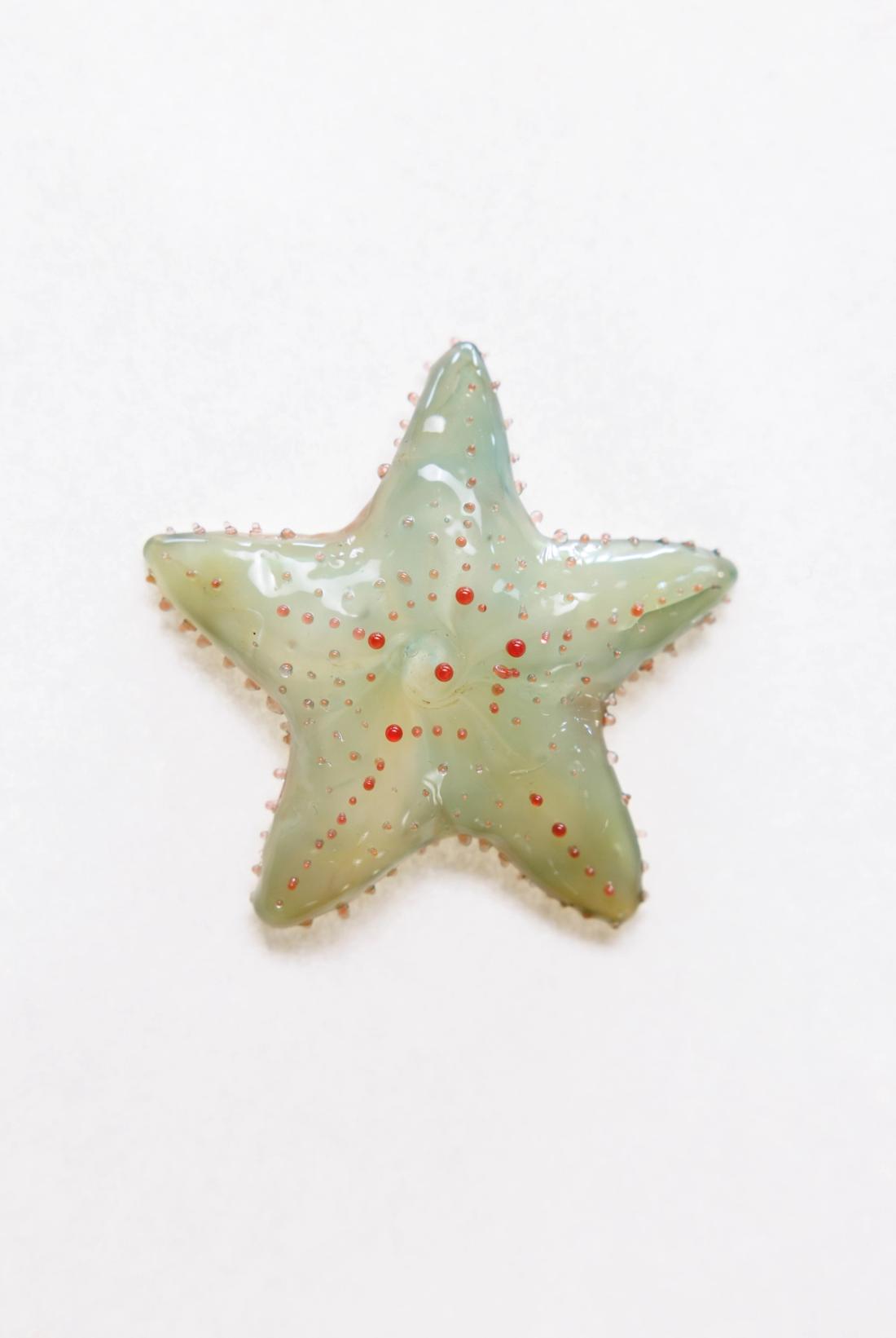 网瘤海星 4