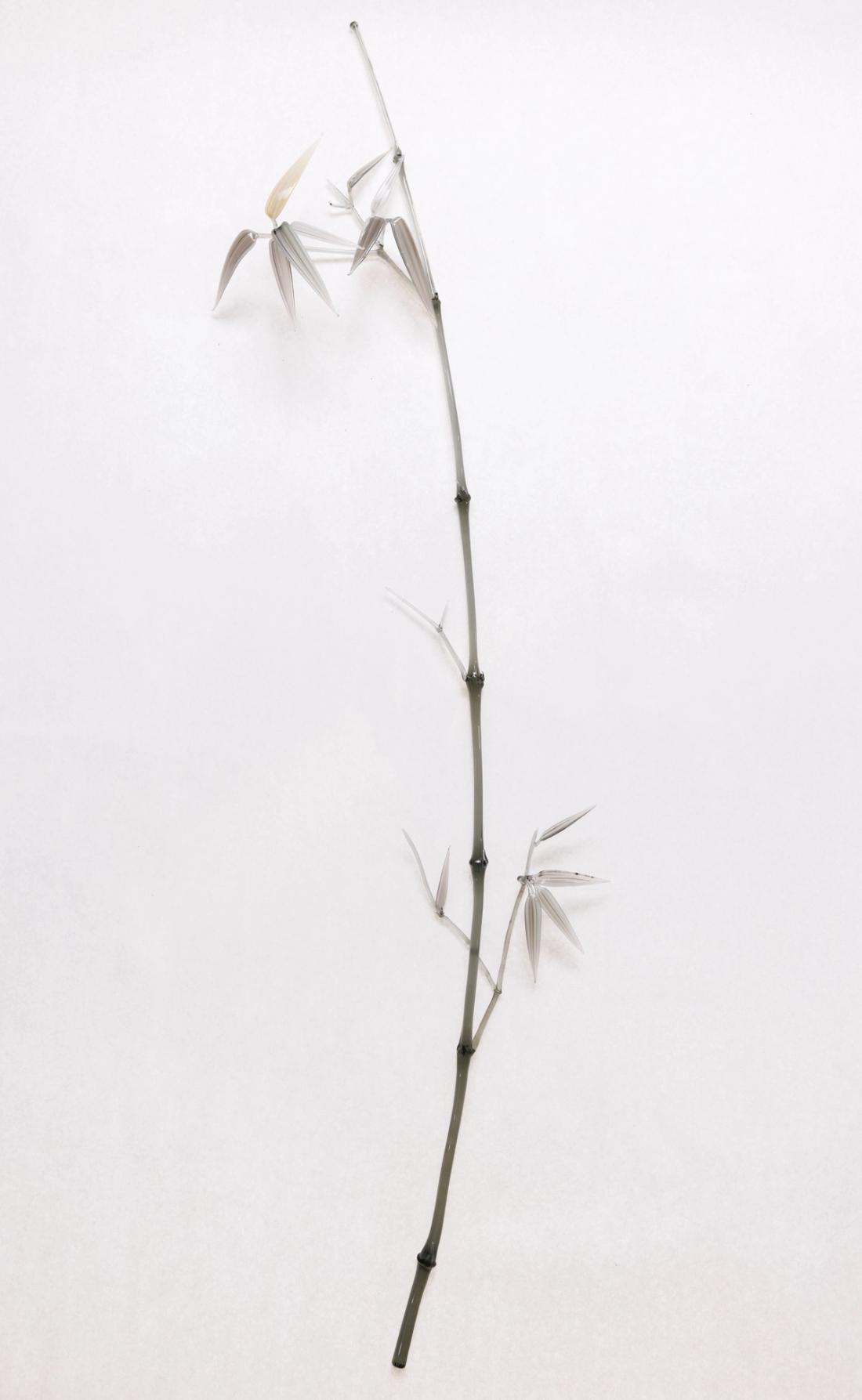 箭竹 11