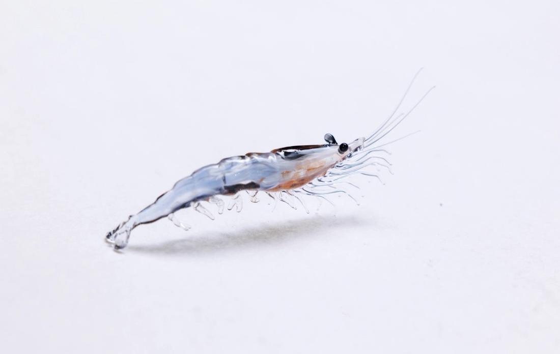 北方磷虾 7