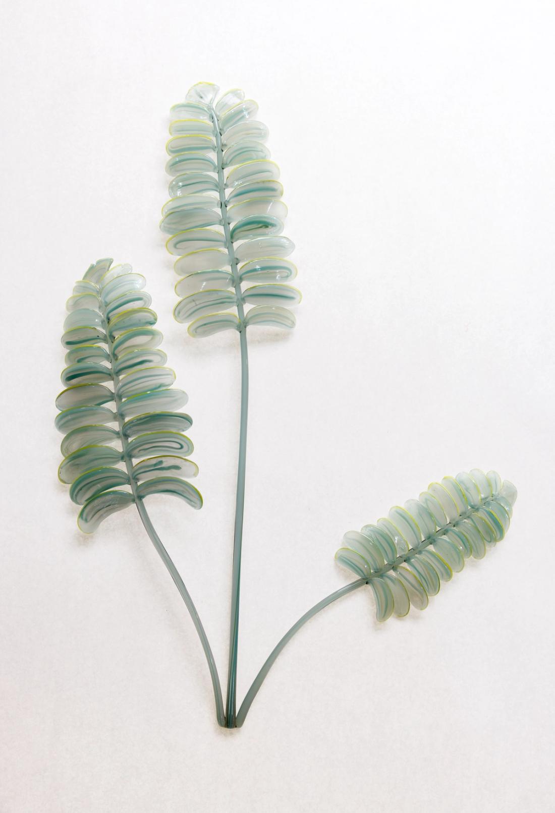 矛鳞始蕨 4