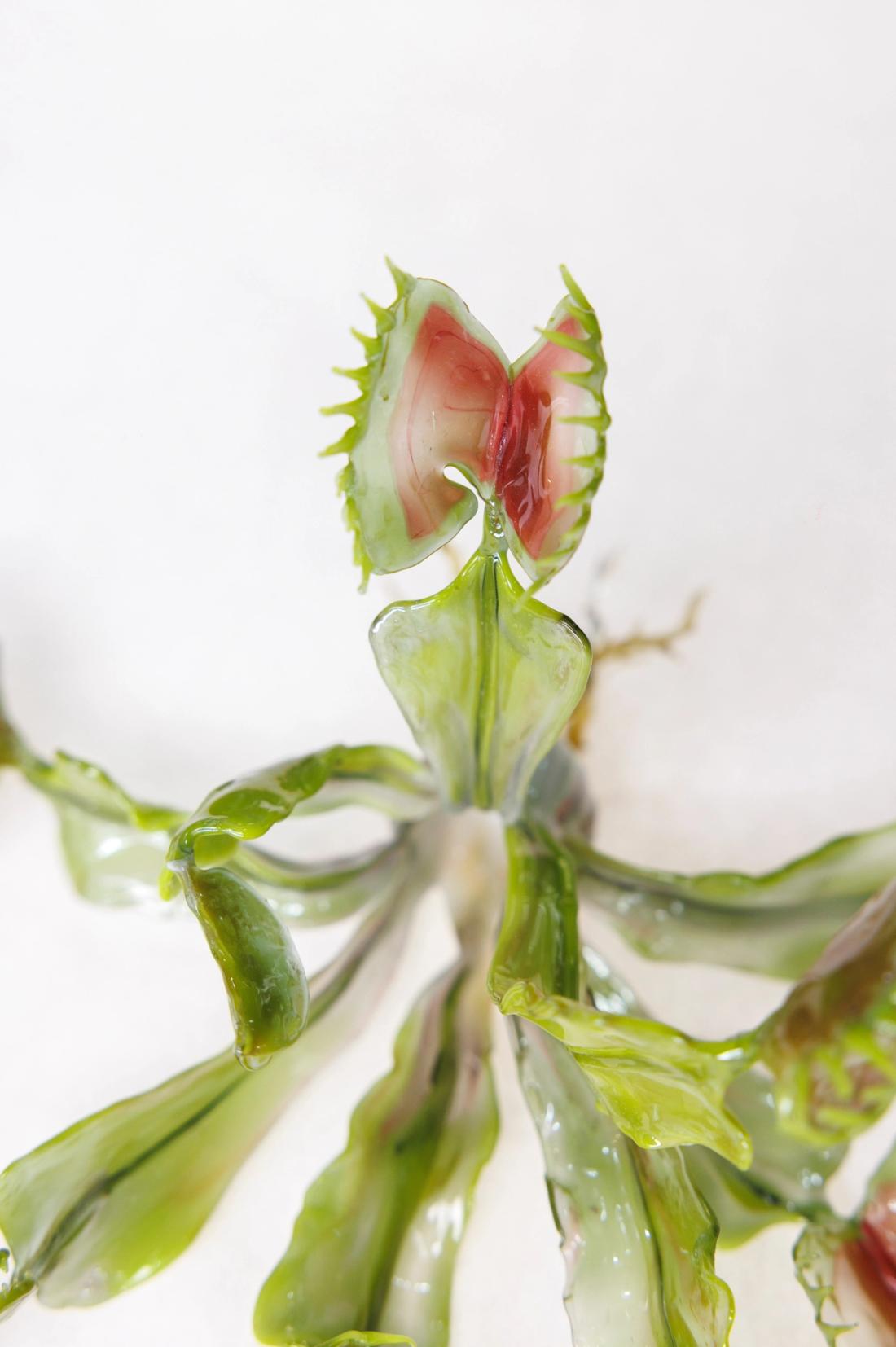 捕蝇草 7