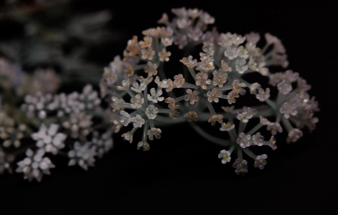 毒芹 3