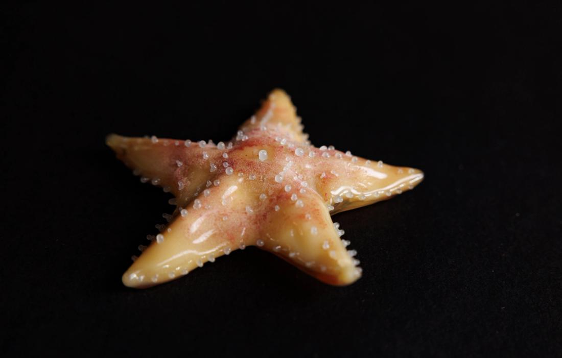 网瘤海星 3