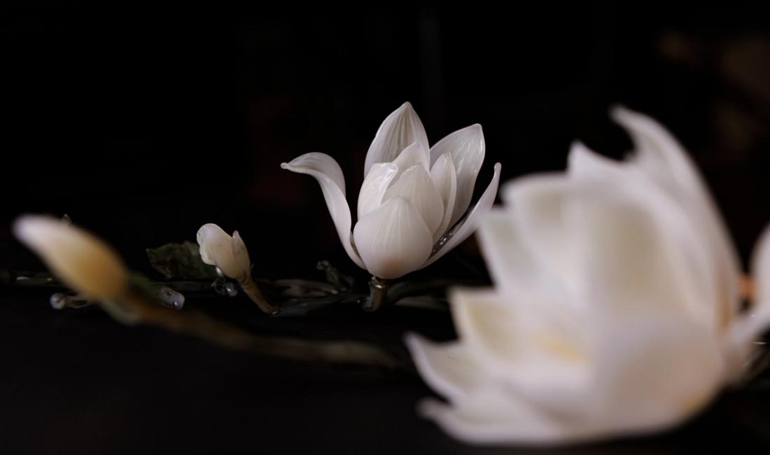 玉兰 5