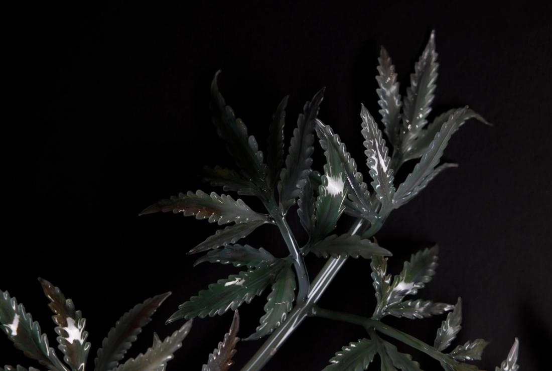毒芹 7
