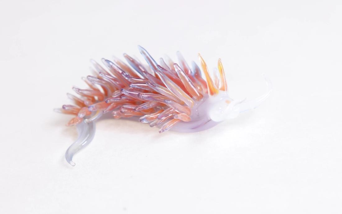 灰翼海蛞蝓 4