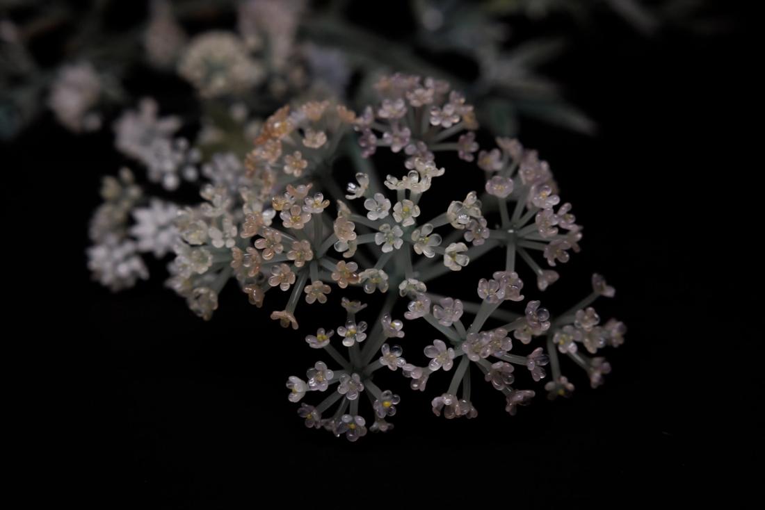 毒芹 6