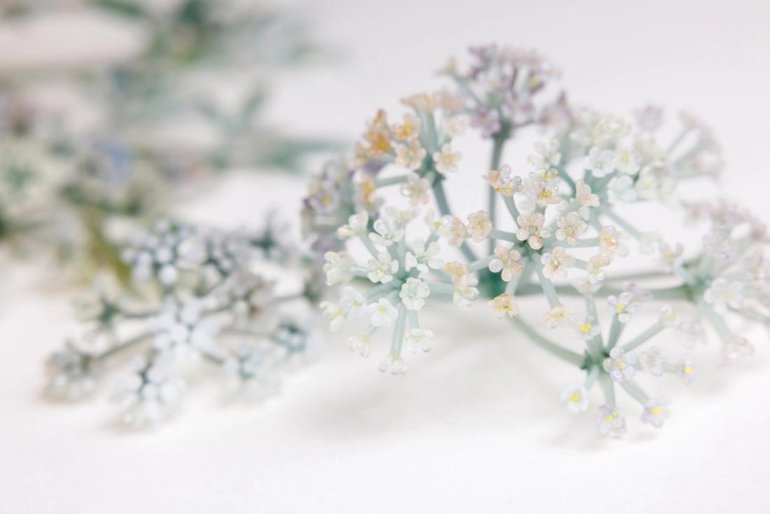 毒芹 16