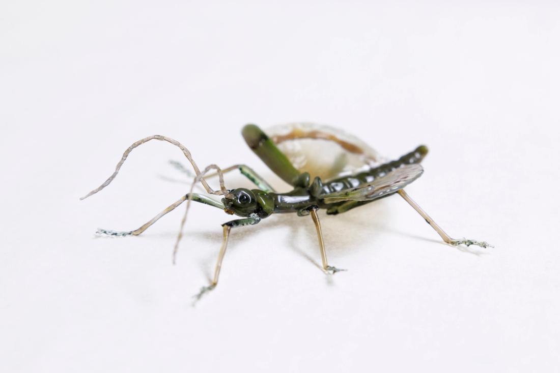 黑带黄扇竹节虫 3