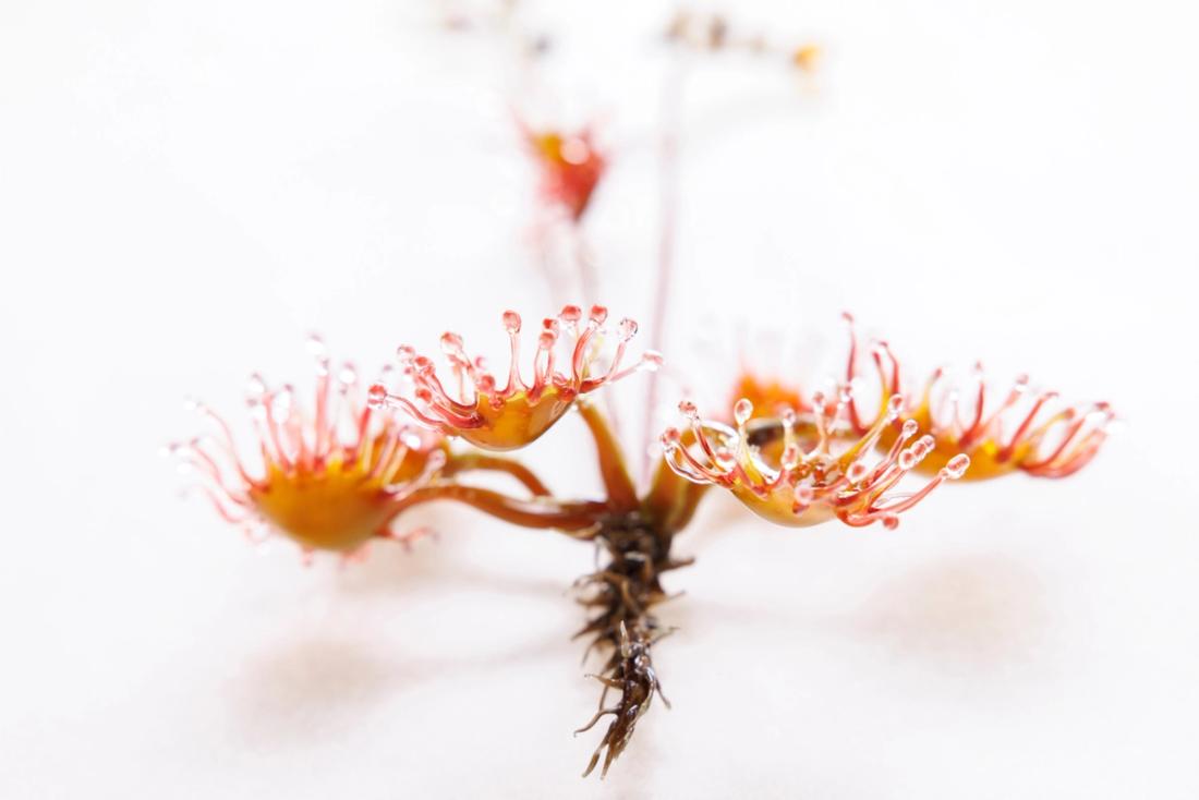 蝎子茅膏菜 15