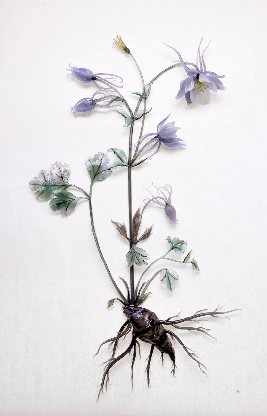 欧耧斗菜 11