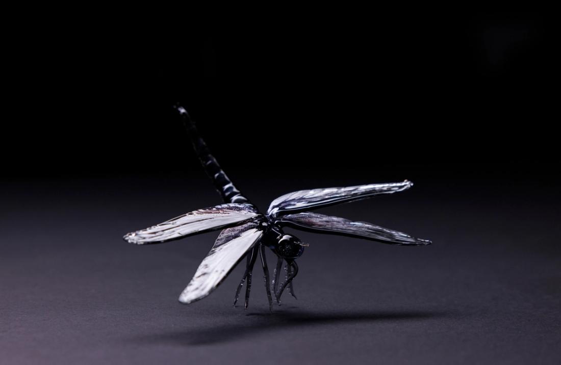 Libellula  saturata 4