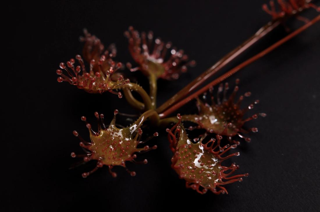 蝎子茅膏菜 10