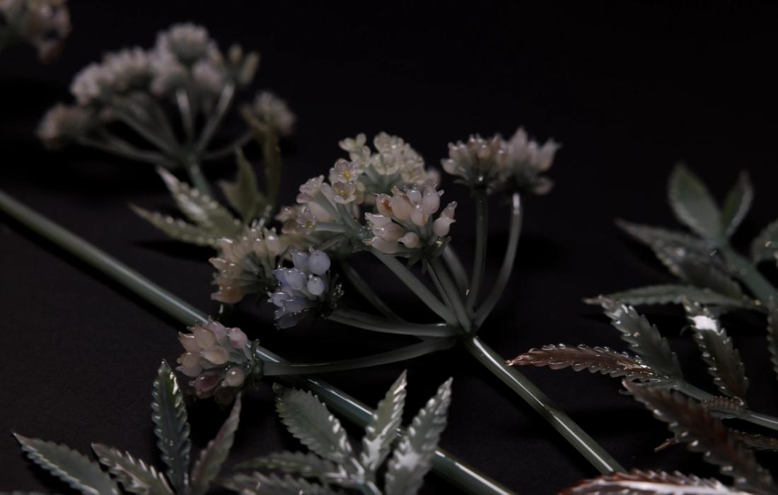 毒芹 12
