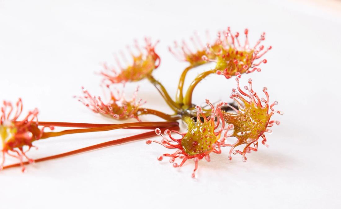 蝎子茅膏菜 13