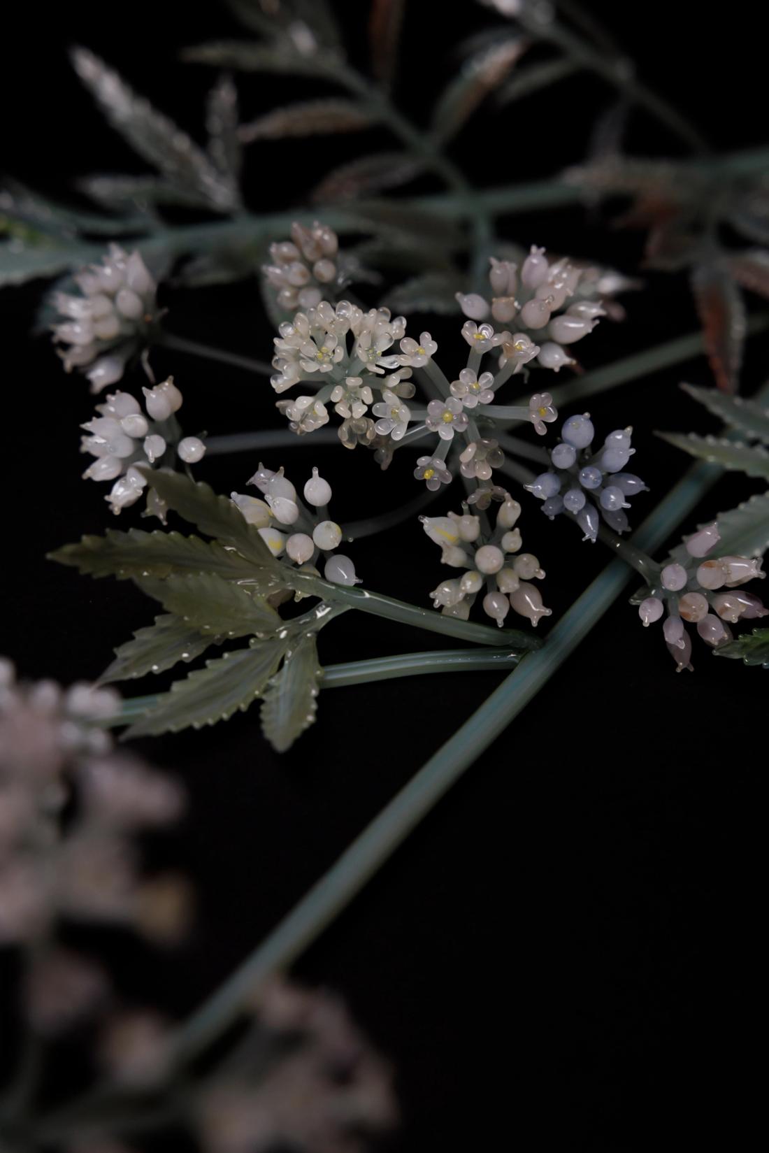 毒芹 5