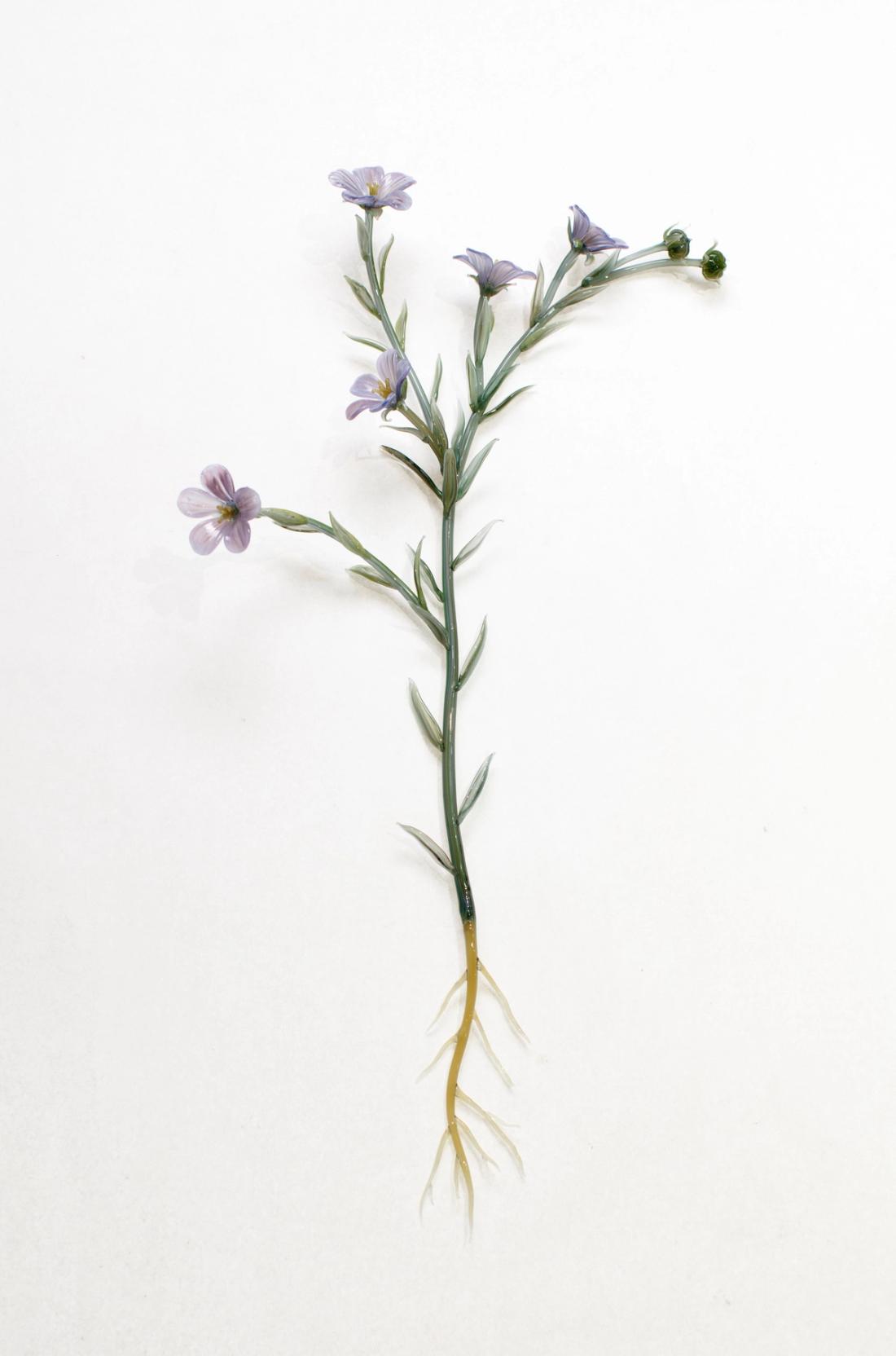 亚麻 6