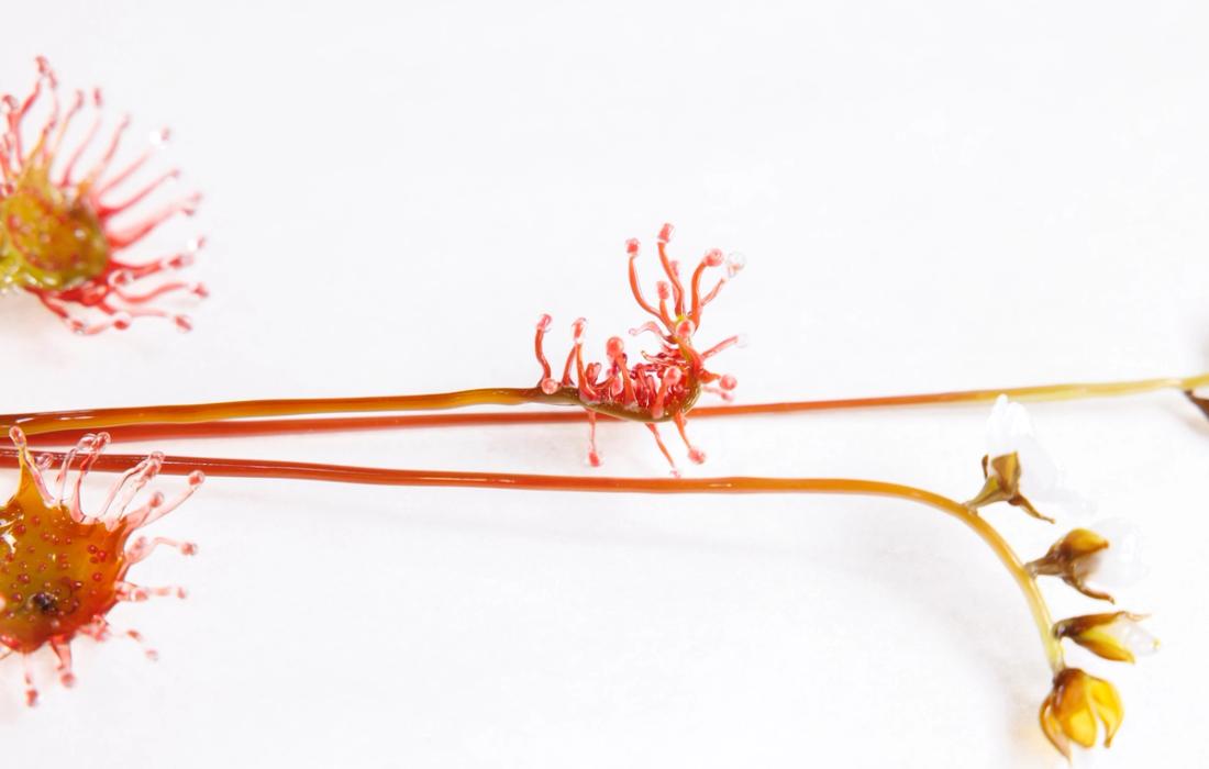 蝎子茅膏菜 16