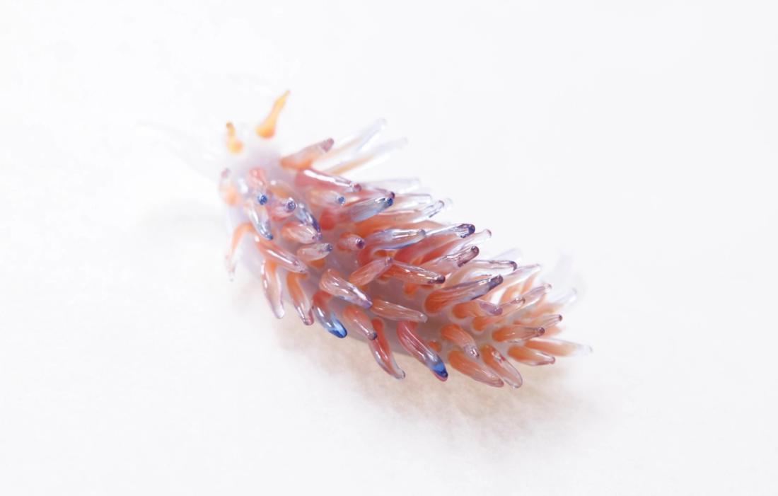 灰翼海蛞蝓 3