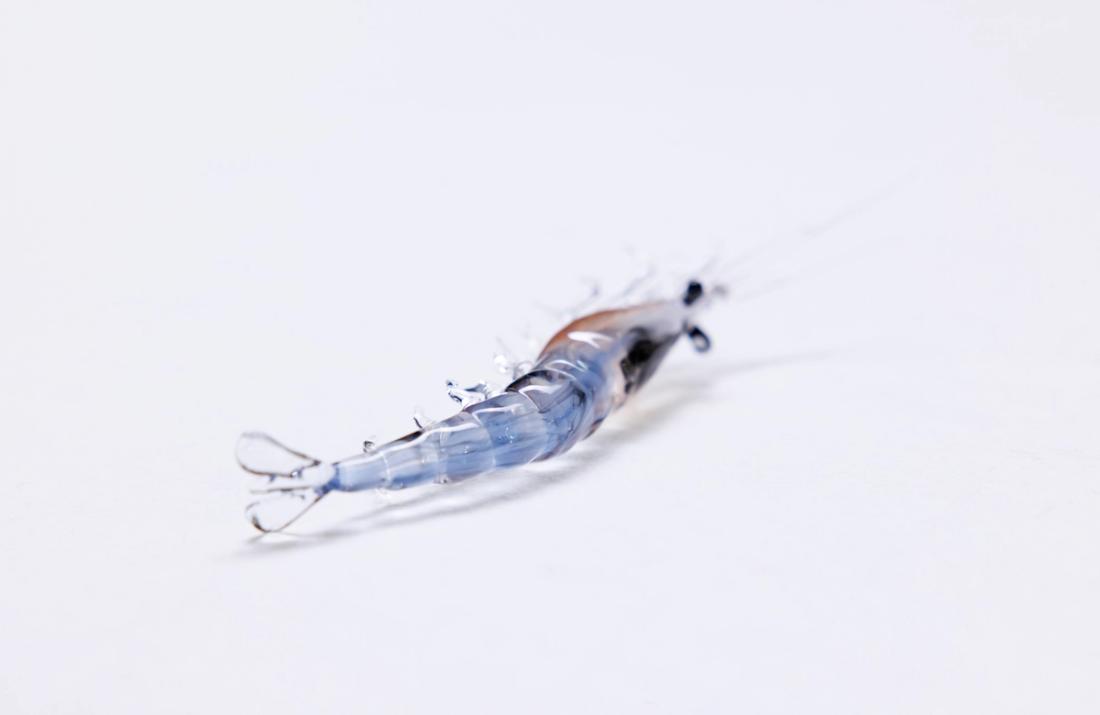 北方磷虾 5