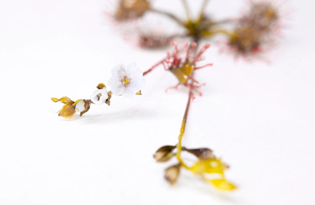 蝎子茅膏菜 14