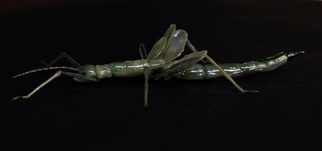 绿巨竹节虫 3