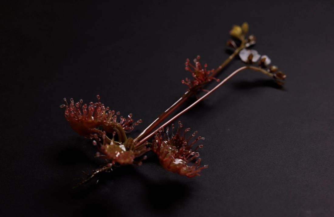 蝎子茅膏菜 3
