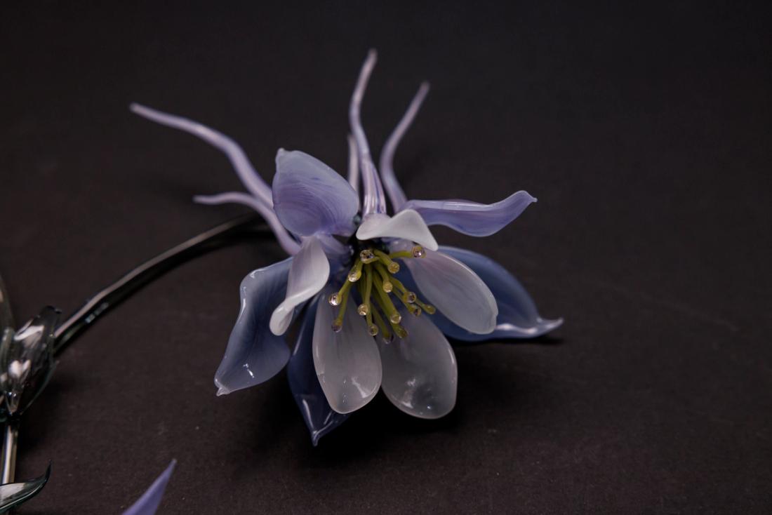 欧耧斗菜 9
