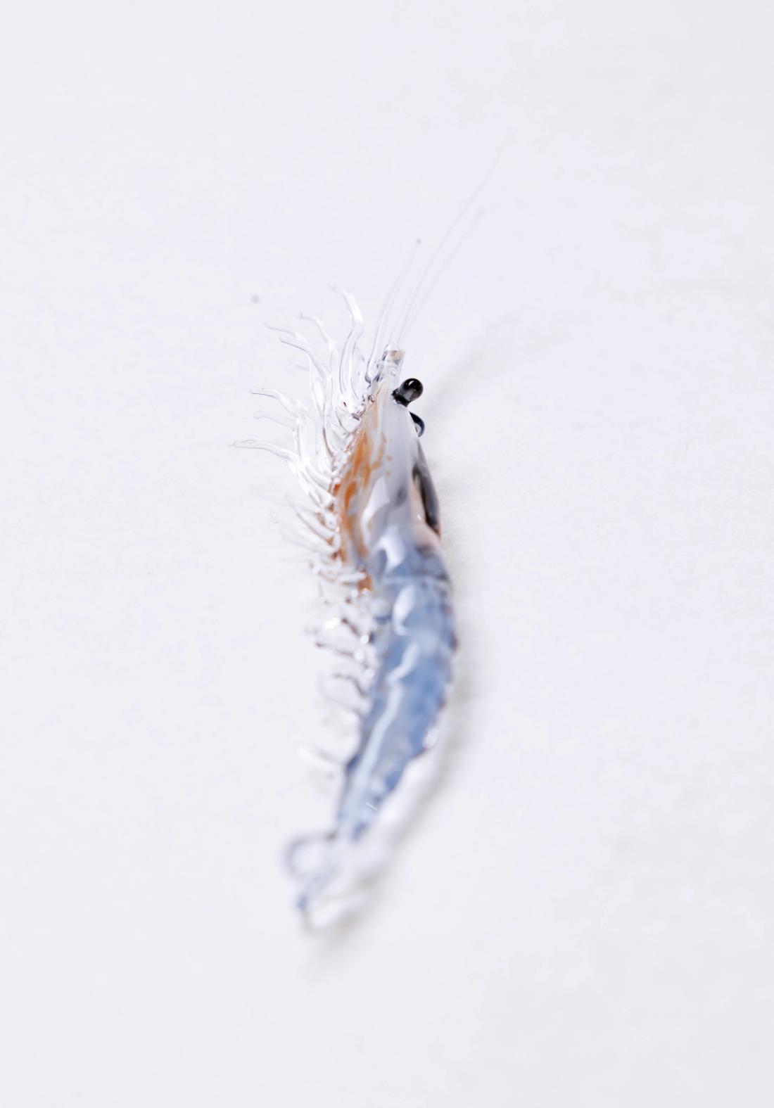 北方磷虾 9
