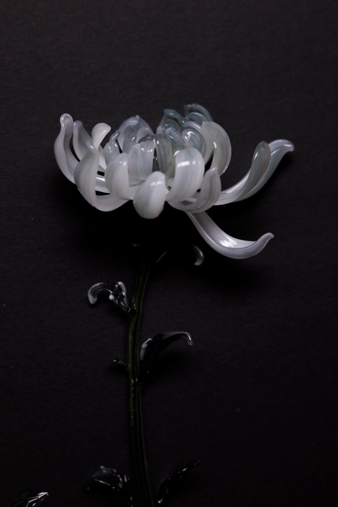 菊花 10