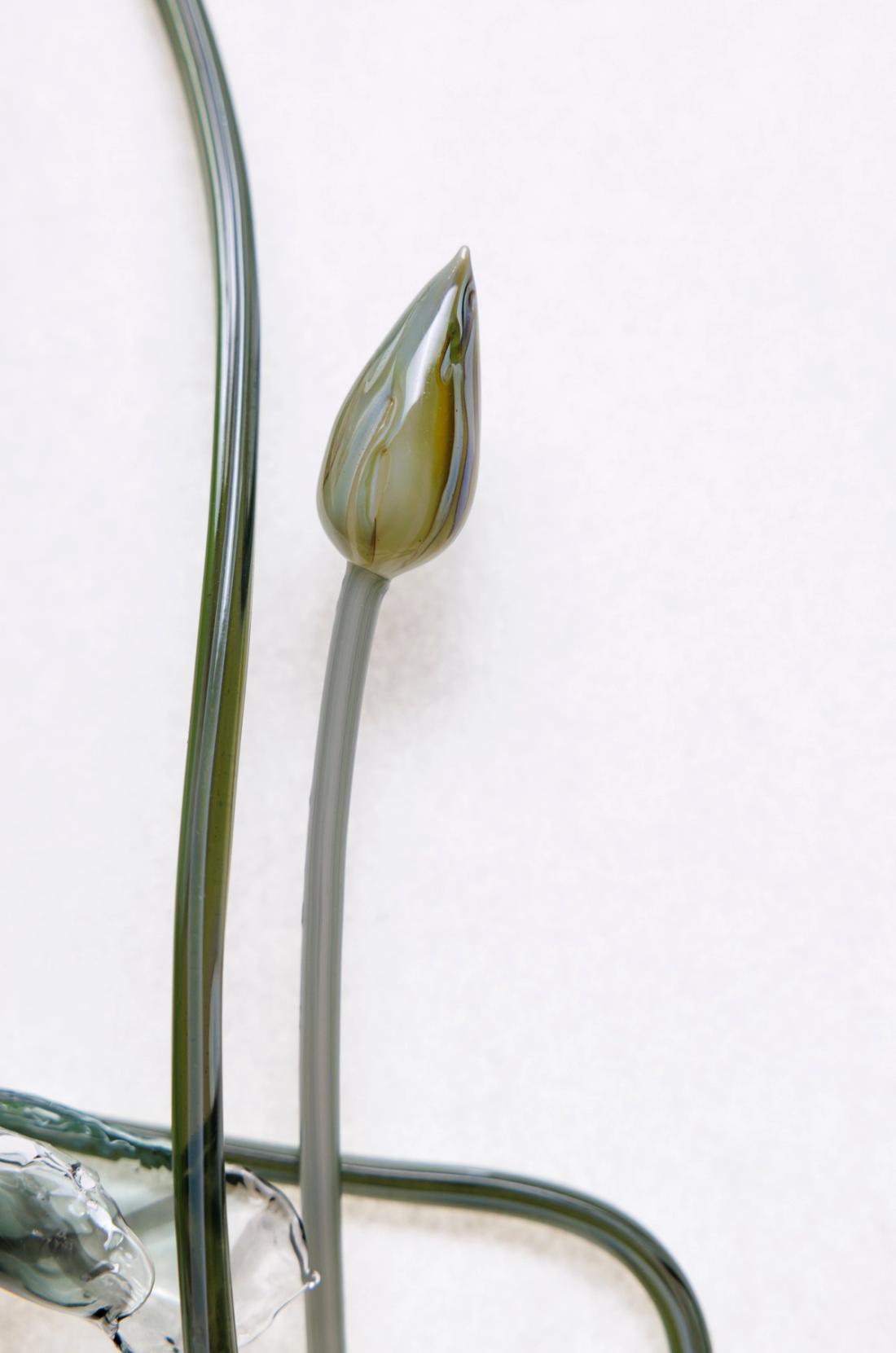 延药睡莲 11
